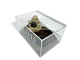 Small Clear Acrylic Lizard and Spider Cage